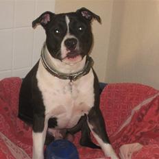 Amerikansk staffordshire terrier Vito