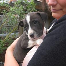 Amerikansk staffordshire terrier Vito