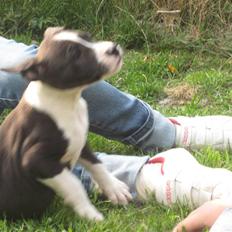 Amerikansk staffordshire terrier Vito