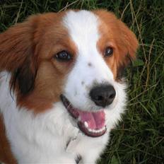 Kooikerhondje Monty