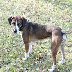 Blanding af racer jackjack