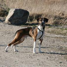 Blanding af racer jackjack