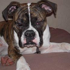Olde english bulldogge Alf  ;o) 