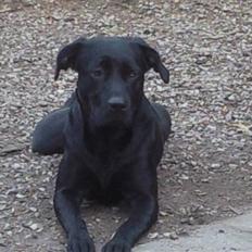 Labrador retriever Trunte