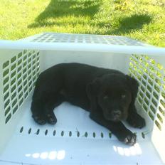 Labrador retriever Trunte