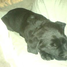 Labrador retriever Trunte