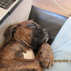 Boxer KATO