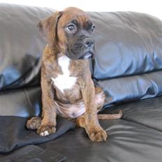 Boxer KATO