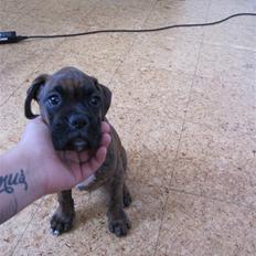 Boxer KATO