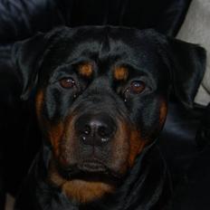 Rottweiler Frizie