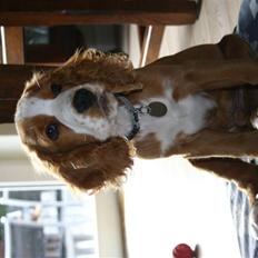 Cocker spaniel wolle