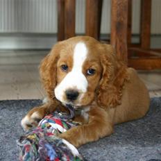 Cocker spaniel wolle