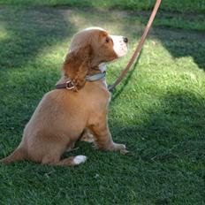 Cocker spaniel wolle