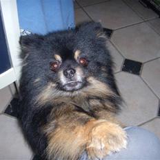 Pomeranian Turbo Black Velvet