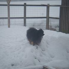 Pomeranian Turbo Black Velvet