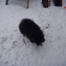 Pomeranian Turbo Black Velvet