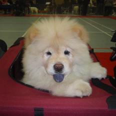 Chow chow Liusu`s Ai-lin