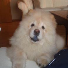 Chow chow Liusu`s Ai-lin