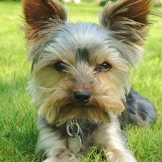 Yorkshire terrier Sofus