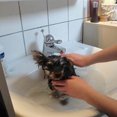 Yorkshire terrier Sofus