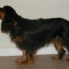 Cavalier king charles spaniel Nova 