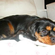 Cavalier king charles spaniel Nova 