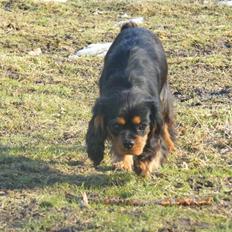 Cavalier king charles spaniel Nova 