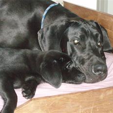 Blanding af racer Liga