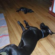 Blanding af racer Liga