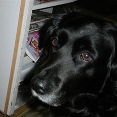 Blanding af racer Nala