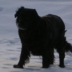 Blanding af racer Nala