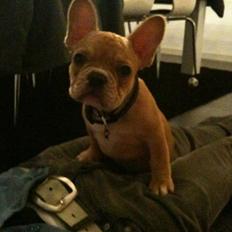 Fransk bulldog R.I.P Bailey 07.12.09 - 26.05.12