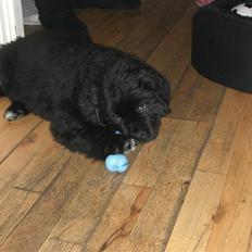 Newfoundlænder Hector