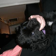 Newfoundlænder Hector