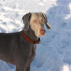 Weimaraner Hot shoots Hi yoda