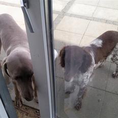 Weimaraner Hot shoots Hi yoda