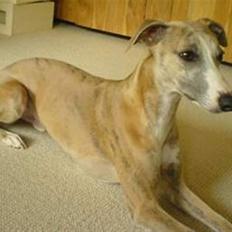 Whippet sir toby