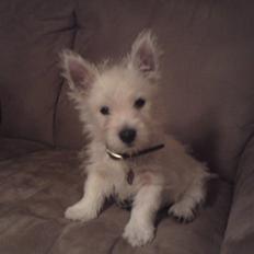 West highland white terrier Magnus Airas
