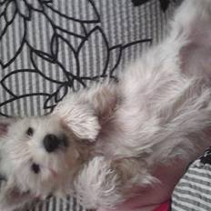 West highland white terrier Magnus Airas