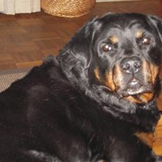 Rottweiler Zenta (RIP)
