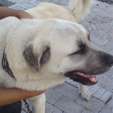 Kangal yaman