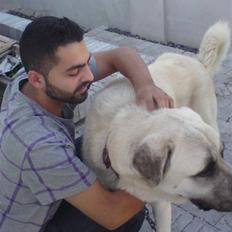 Kangal yaman