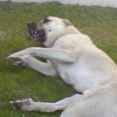 Kangal yaman