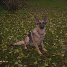 Schæferhund Bella
