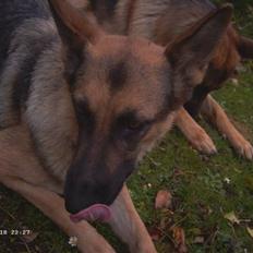 Schæferhund Bella