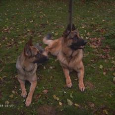 Schæferhund Bella