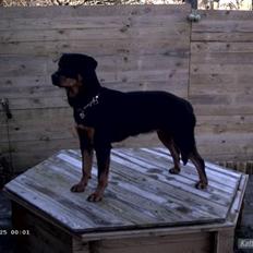 Rottweiler Paya (R.I.P)