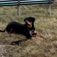Rottweiler Paya (R.I.P)