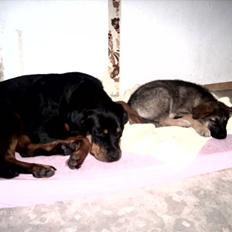 Rottweiler Paya (R.I.P)