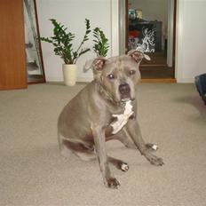 Amerikansk staffordshire terrier Delightful Diablo